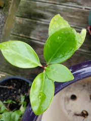 Griselinia littoralis