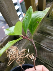 Griselinia littoralis