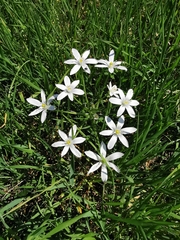 Ornithogalum umbellatum