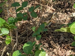 Masticophis lateralis euryxanthus