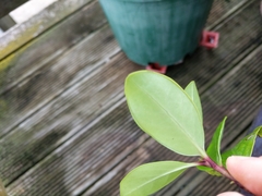 Griselinia littoralis