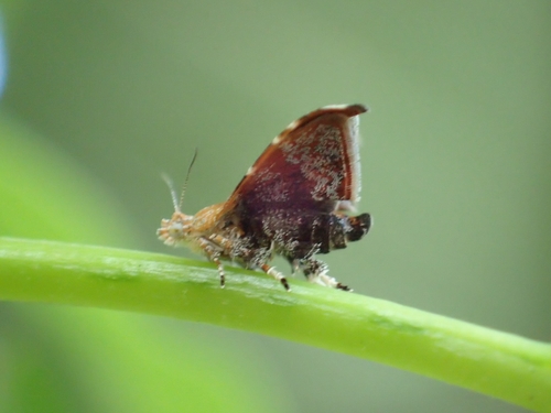Choreutis sexfasciella