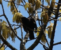Agelaius phoeniceus