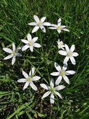 Ornithogalum umbellatum