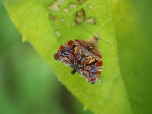 Choreutis sexfasciella
