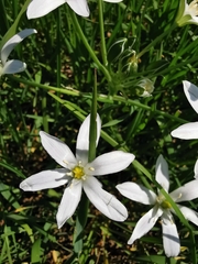 Ornithogalum umbellatum