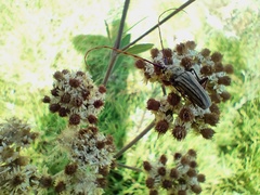 Retrachydes thoracicus