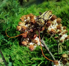 Retrachydes thoracicus