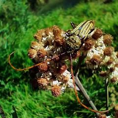 Retrachydes thoracicus