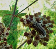 Retrachydes thoracicus