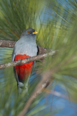 Priotelus roseigaster