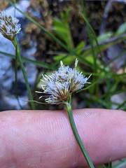 Calliscirpus criniger
