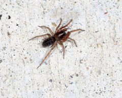 Corinnoidea