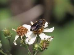 Megachile faceta