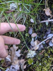 Calliscirpus criniger