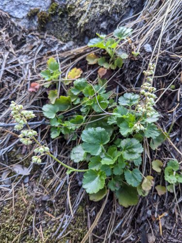 Heuchera merriamii, photograph 6