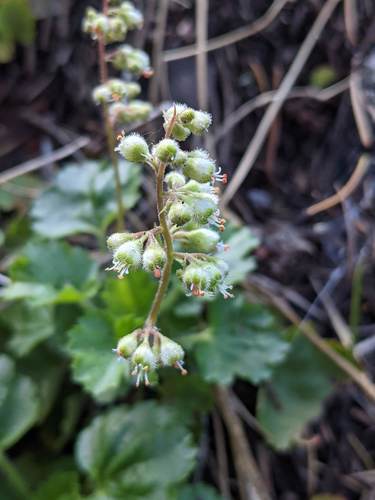 Heuchera merriamii
