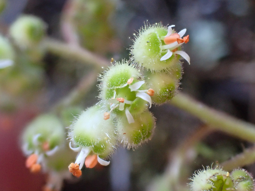 Heuchera merriamii, photograph 2