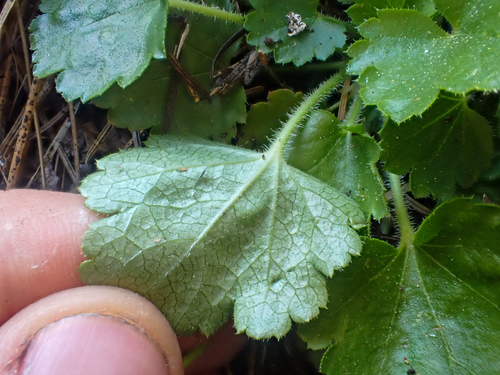 Heuchera merriamii, photograph 4