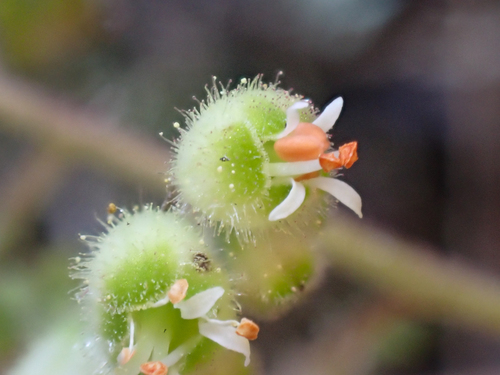 Heuchera merriamii, photograph 3