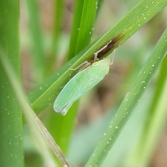 Draeculacephala constricta