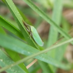 Draeculacephala constricta
