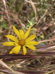 Heterotheca polothrix