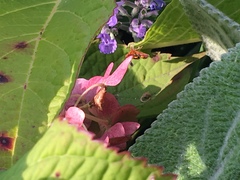 Pyrausta orphisalis