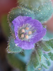 Phacelia vallicola