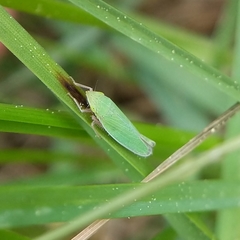 Draeculacephala constricta