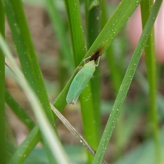 Draeculacephala constricta