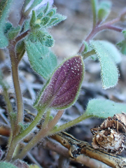 Phacelia vallicola