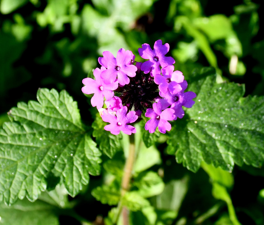 rose vervain (A guide to the angiosperms dicots in Austin and Travis