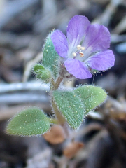 Phacelia vallicola