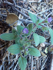 Phacelia vallicola