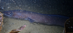 Conger wilsoni
