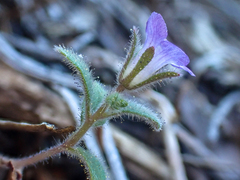 Phacelia vallicola