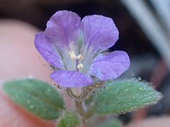 Phacelia vallicola