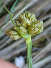 Calliscirpus criniger