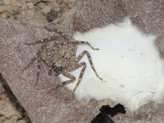 Siamspinops formosensis