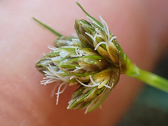 Calliscirpus criniger