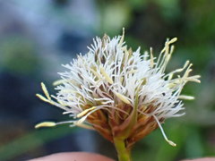 Calliscirpus criniger