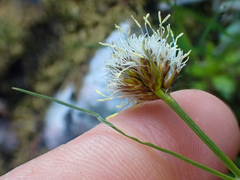 Calliscirpus criniger