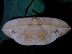 Sphingognatha asclepiades