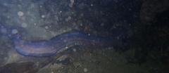 Conger wilsoni