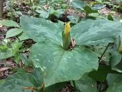 Trillium luteum