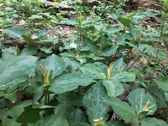 Trillium luteum