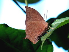 Fountainea eurypyle glanzi