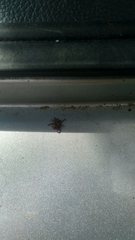 Dermacentor andersoni