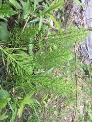 Equisetum